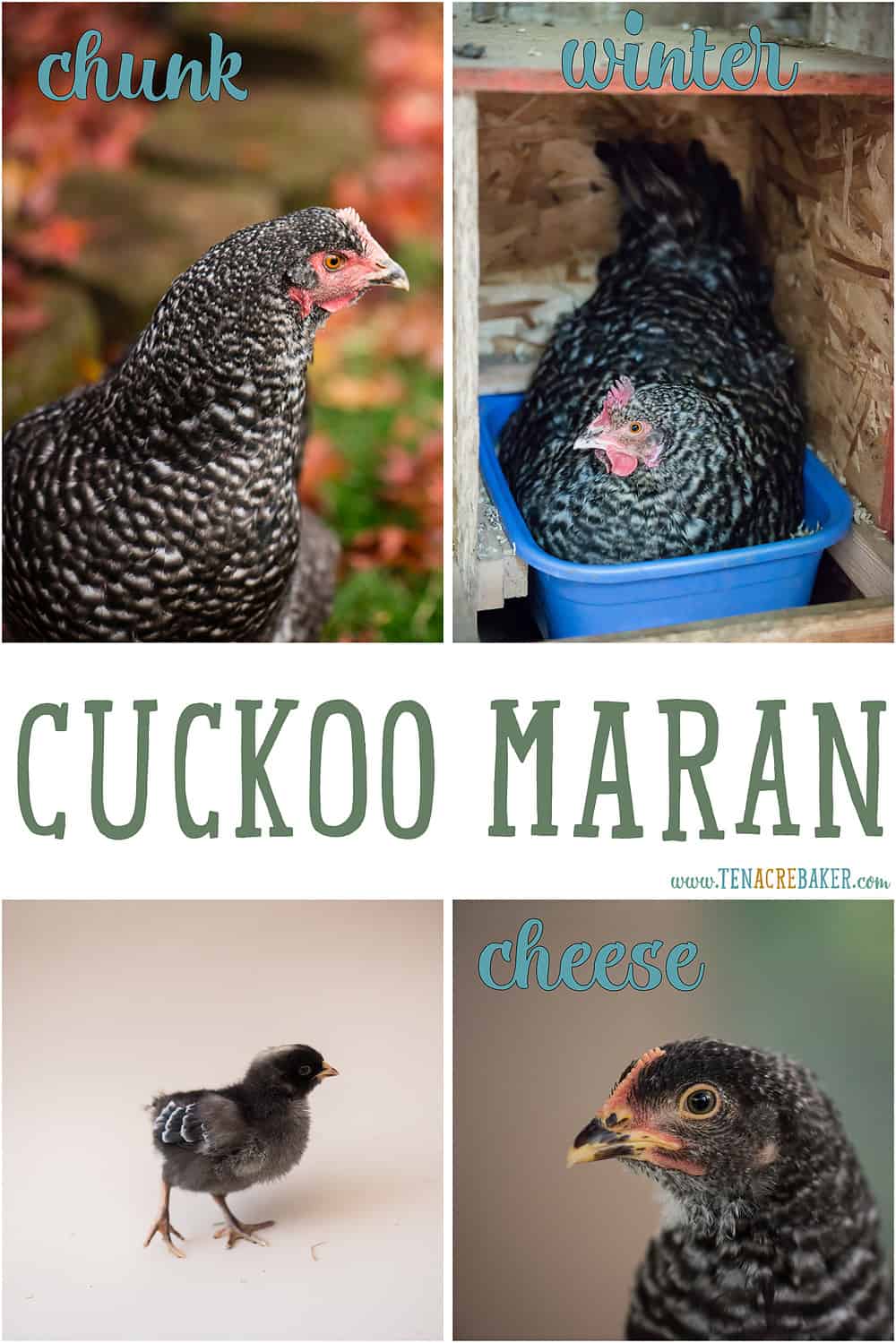 cuckoo maran backyard chickens