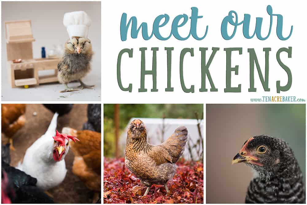 Meet our backyard chickens