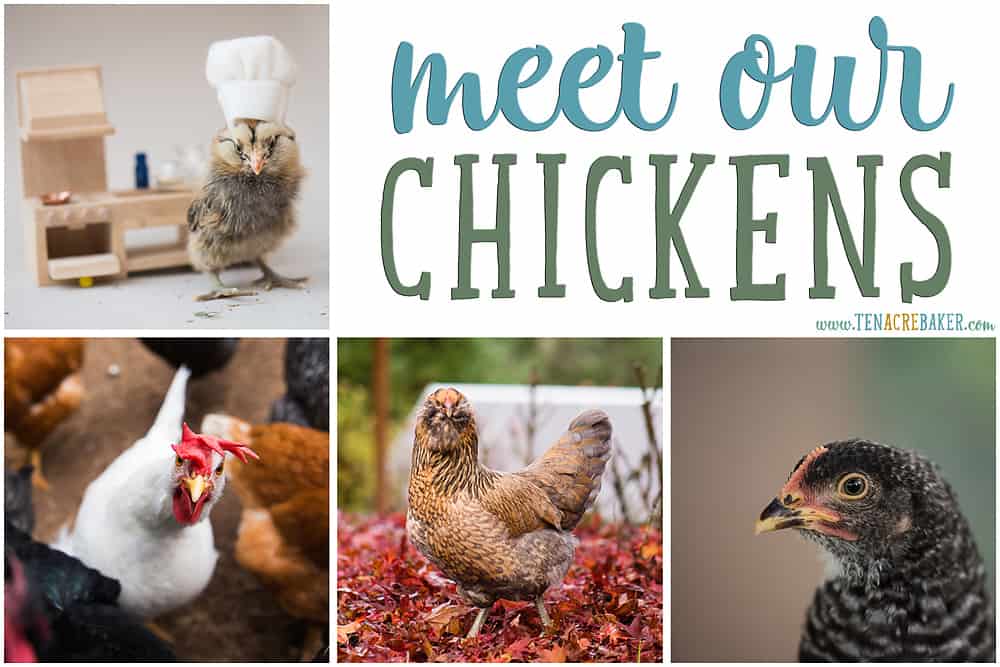 Meet our Backyard Chickens! Breeds and Personalities