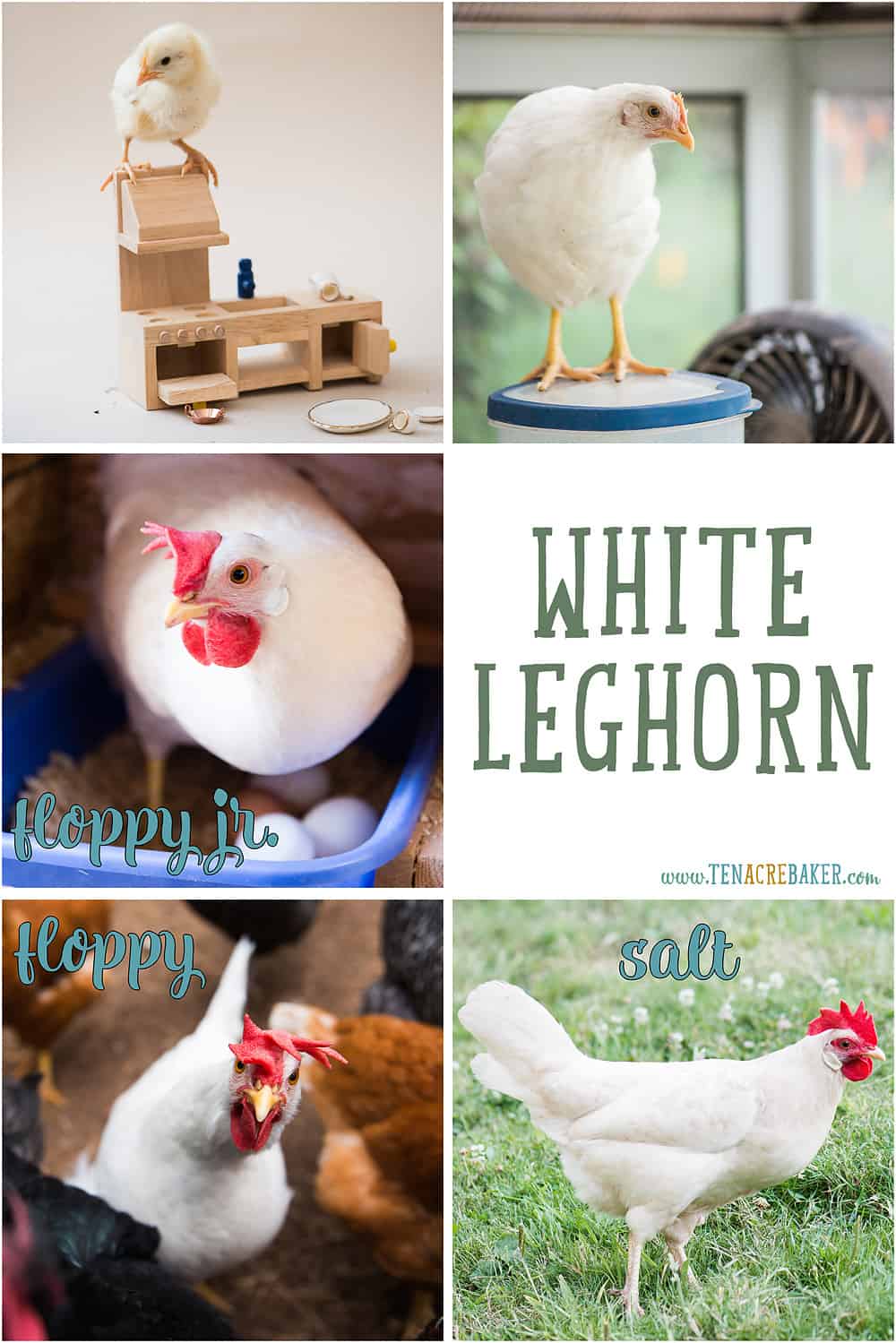 White Leghorn backyard chickens