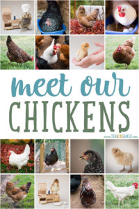 Meet our backyard chicken breeds