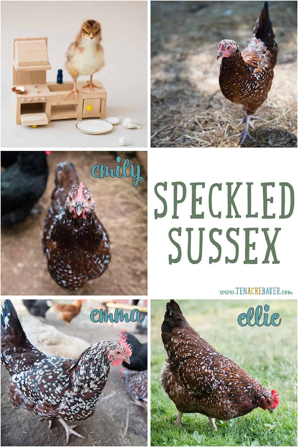 Speckled Sussex backyard chickens