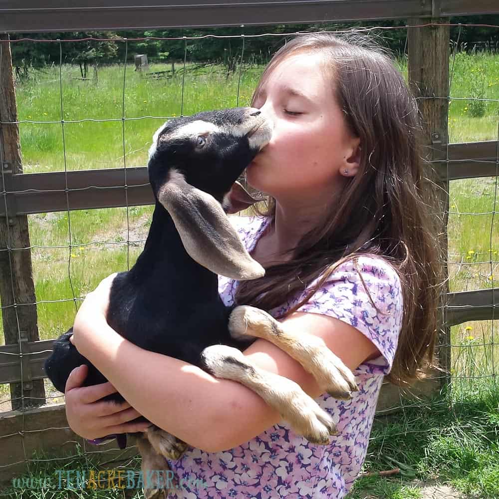 little girl kissing baby black nubian goat