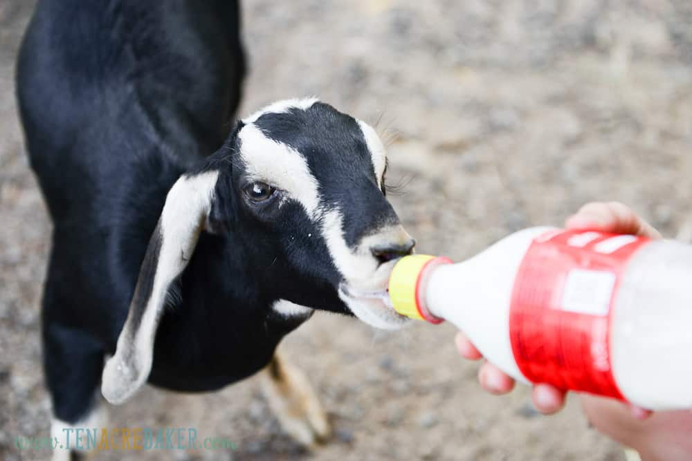 baby black nubian goat drinking milk from a bottle