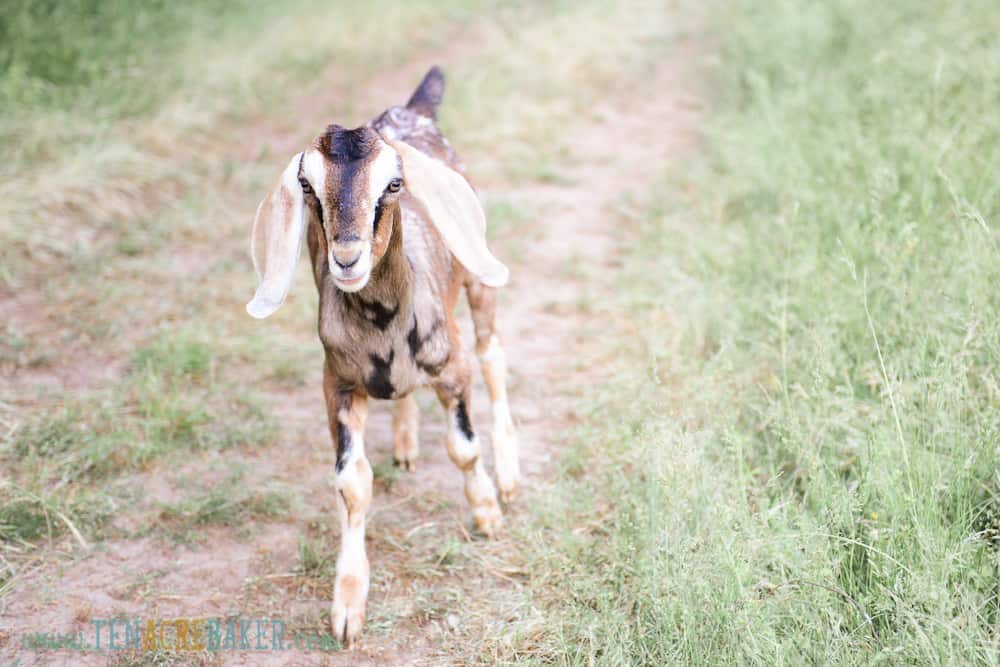 Brown spotted baby nubian goat