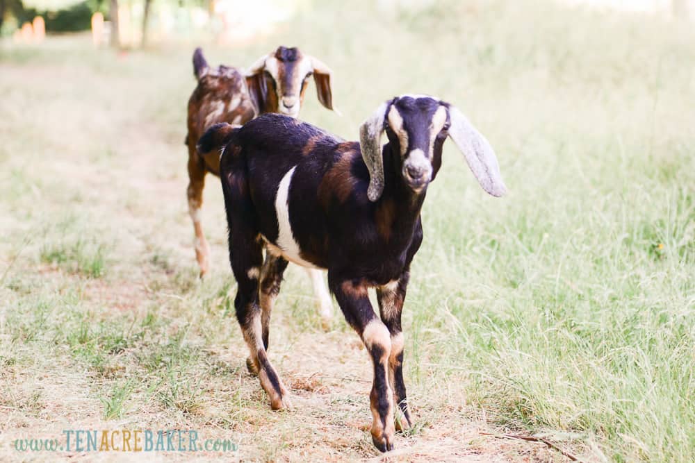 Black spotted baby nubian goat