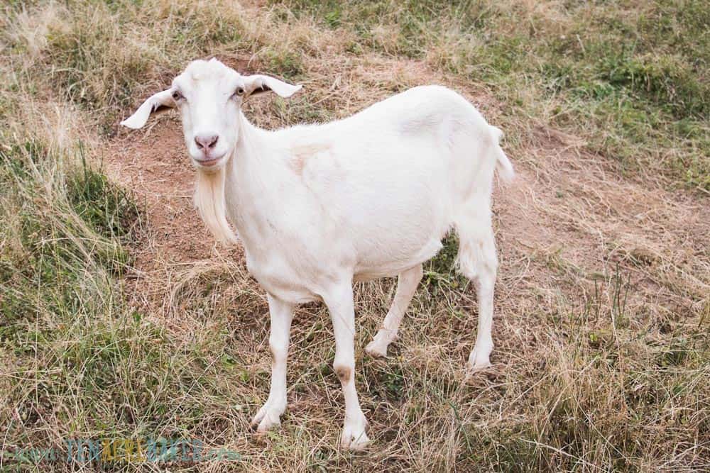 white goat with long ears