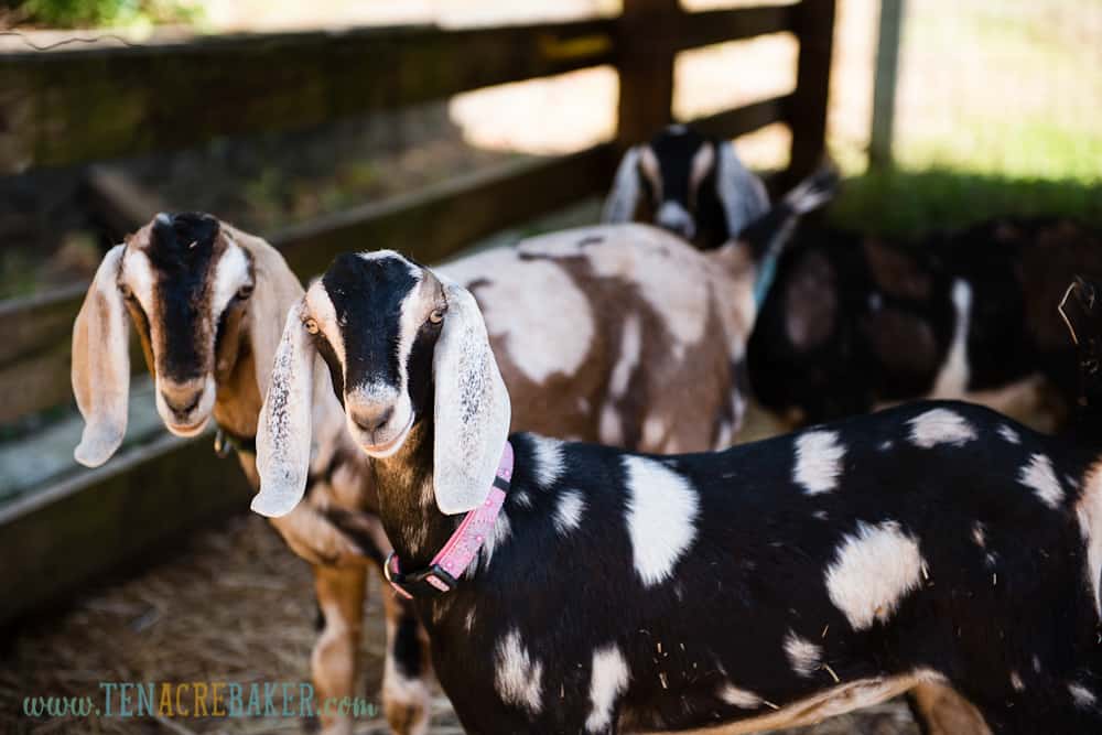 Spotted nubian goats