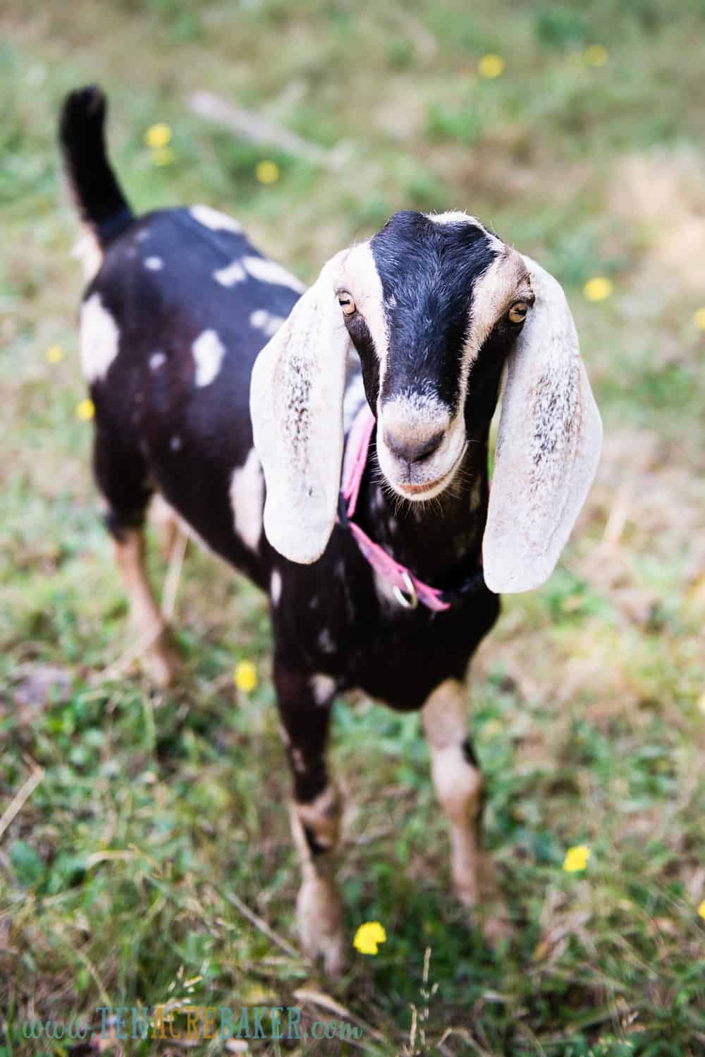 Black spotted nubian goats