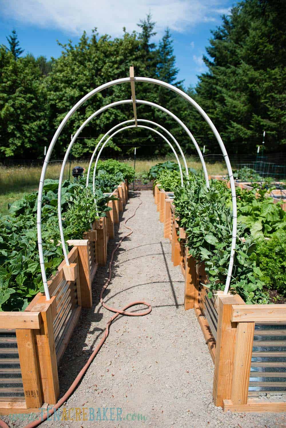 Arched Vegetable Garden Trellis made from PVC pipe