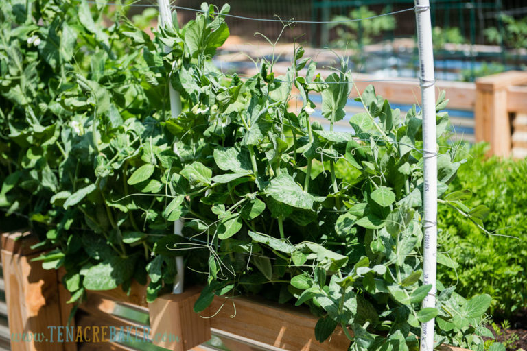 DIY Vegetable Garden Trellis using PVC and Wire | Ten Acre Baker