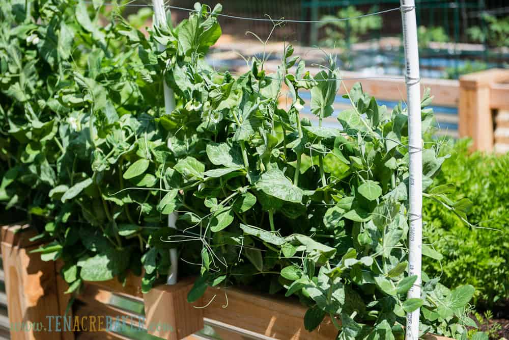 Peas growing up side of Vegetable Garden Trellis