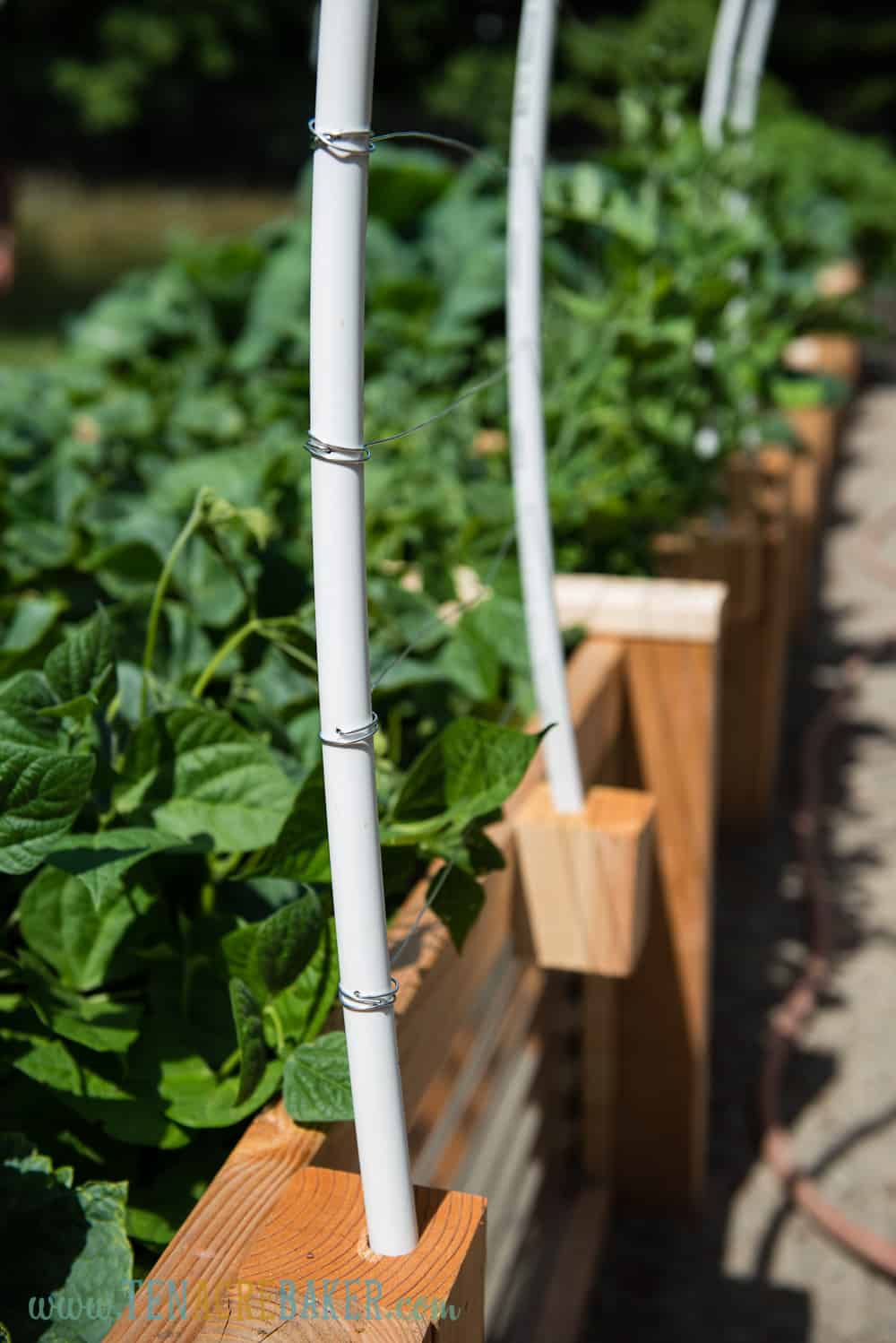 Vegetable Garden Trellis with PVC and wire for beans