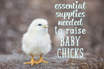 Essential Supplies Needed to Raise Baby Chicks.