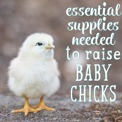 Essential Supplies Needed to Raise Baby Chicks.