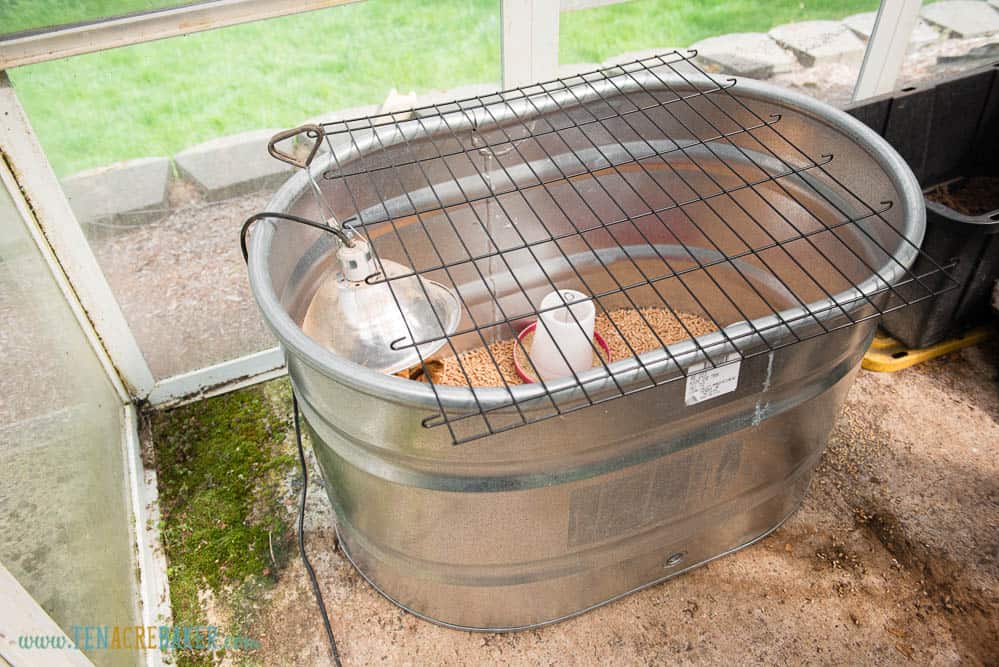 galvanized tub used as a baby chick brooder