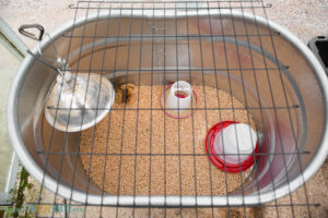 looking down at a chick brooder