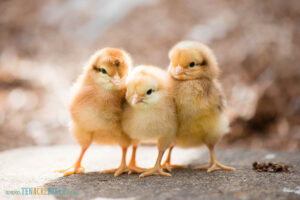 three baby chicks