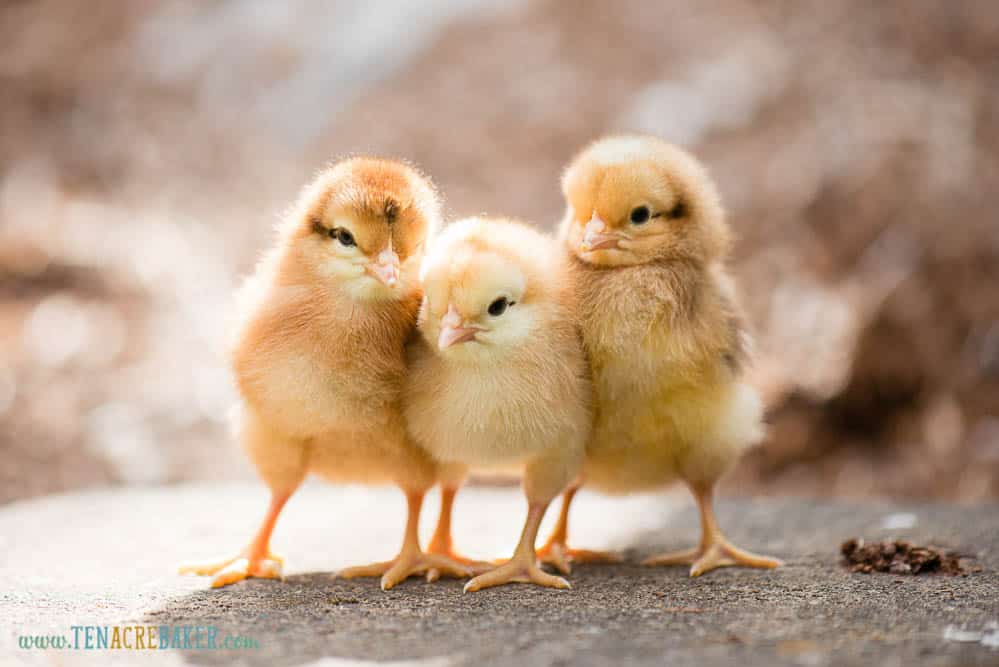 three baby chicks