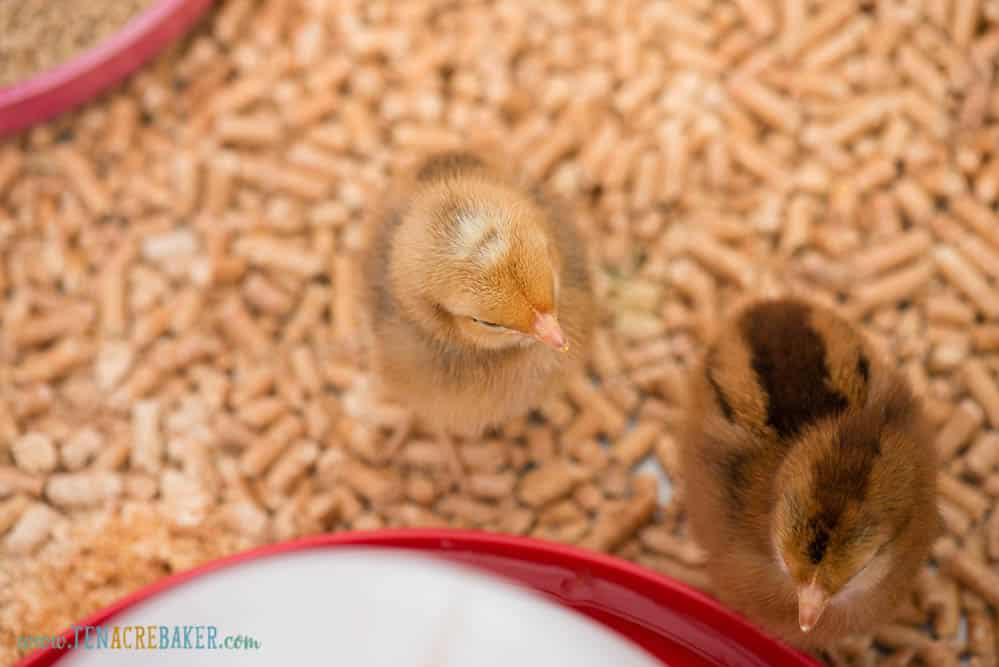 two baby chicks on wood pellet bedding in brooder