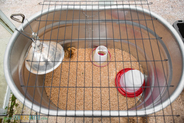 Essential Supplies Needed to Raise Baby Chicks | Ten Acre Baker