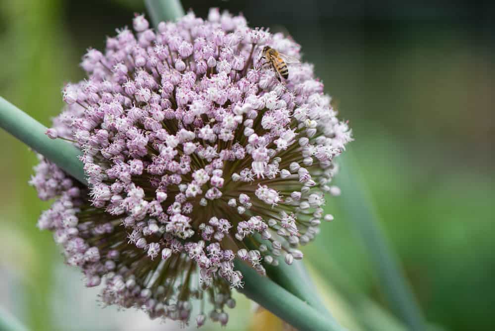 honey bee on leek flower