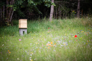bee hive in wild flower pasture