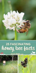 25 fascinating bee facts