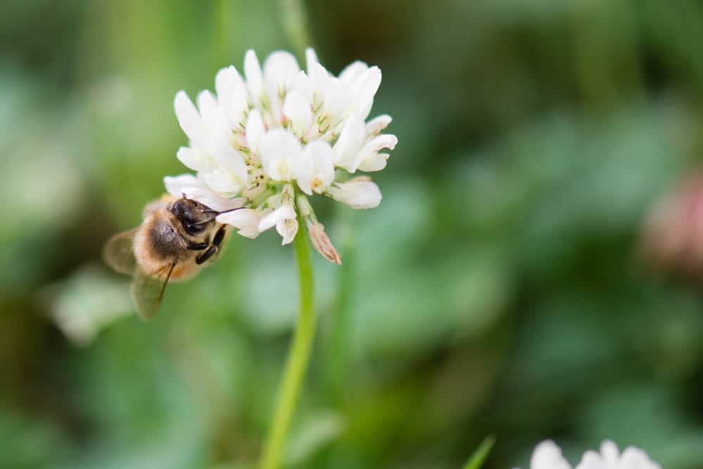 honey bee on clover