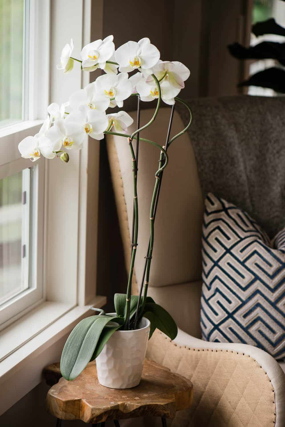 Watering a mini phalaenopsis orchid in Sphagnum moss that is super dry, Orchid In Water