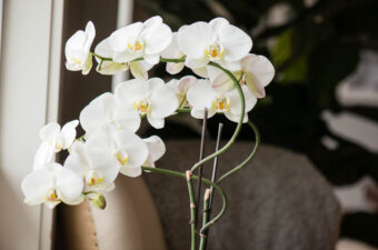 second bloom on a phalaenopsis orchid plant