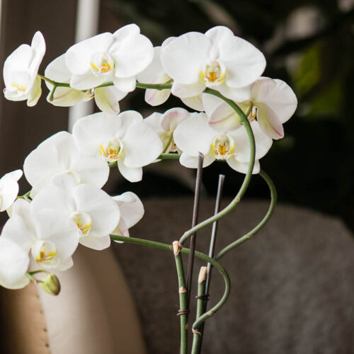second bloom on a phalaenopsis orchid plant