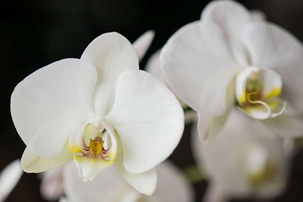 phalaenopsis orchid care