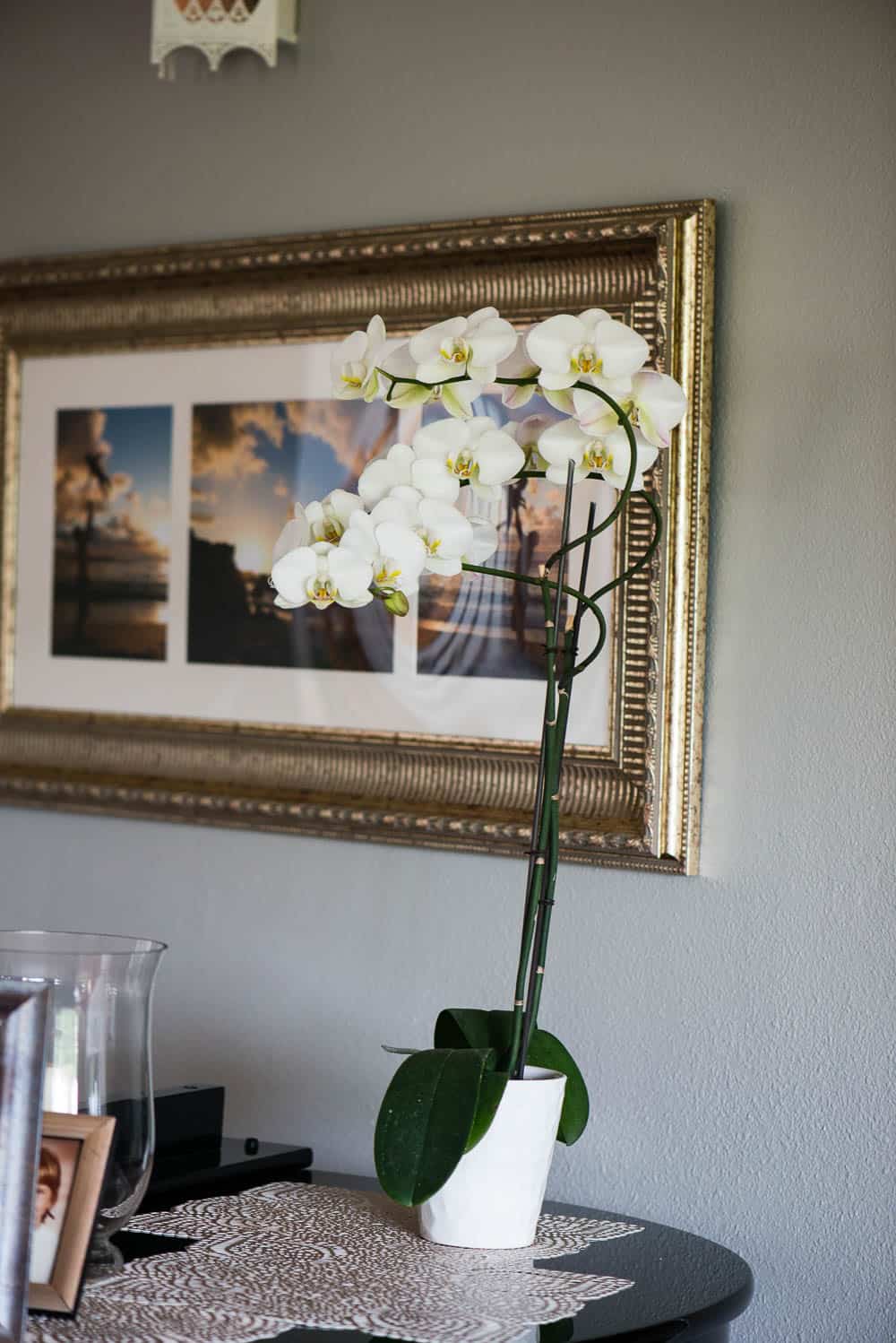 orchid care for beginners