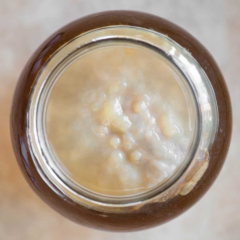 top of kombucha scoby in gallon jar
