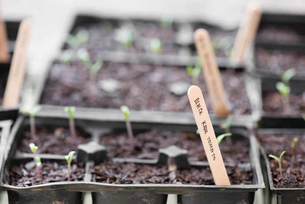 tomato plants sprouting from seeds