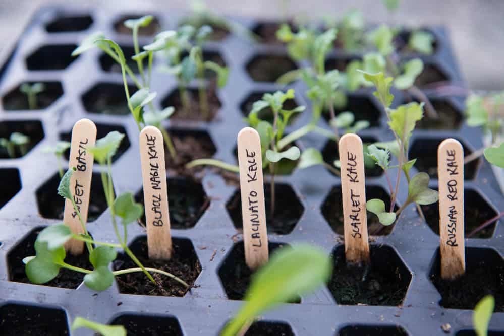 kale starts planted from seeds