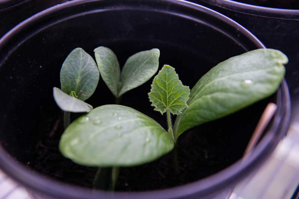 artichoke plants growing in pot