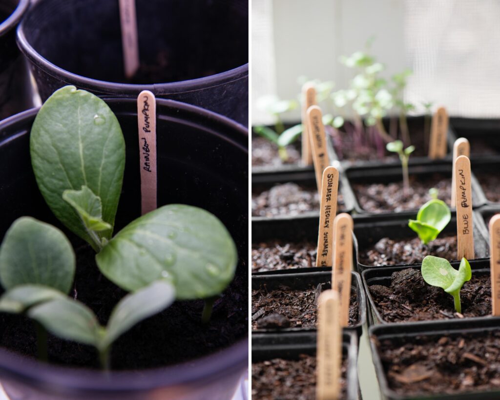 how to grow vegetables from seeds