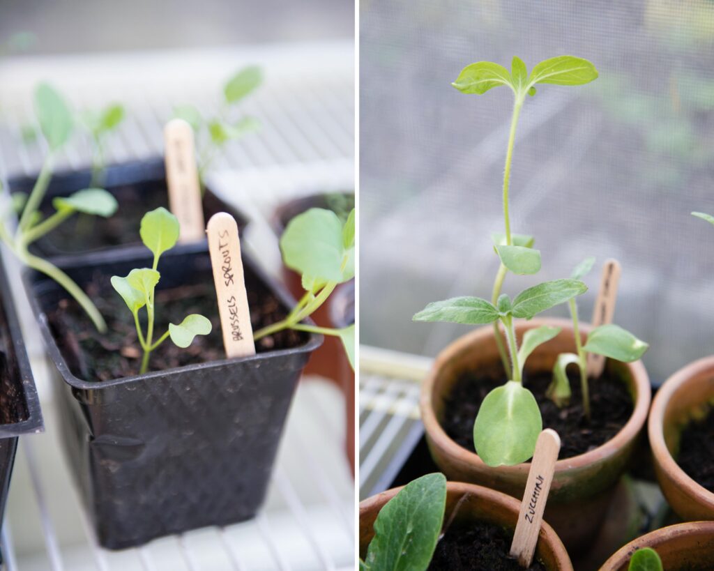 vegetables in pots started from seeds