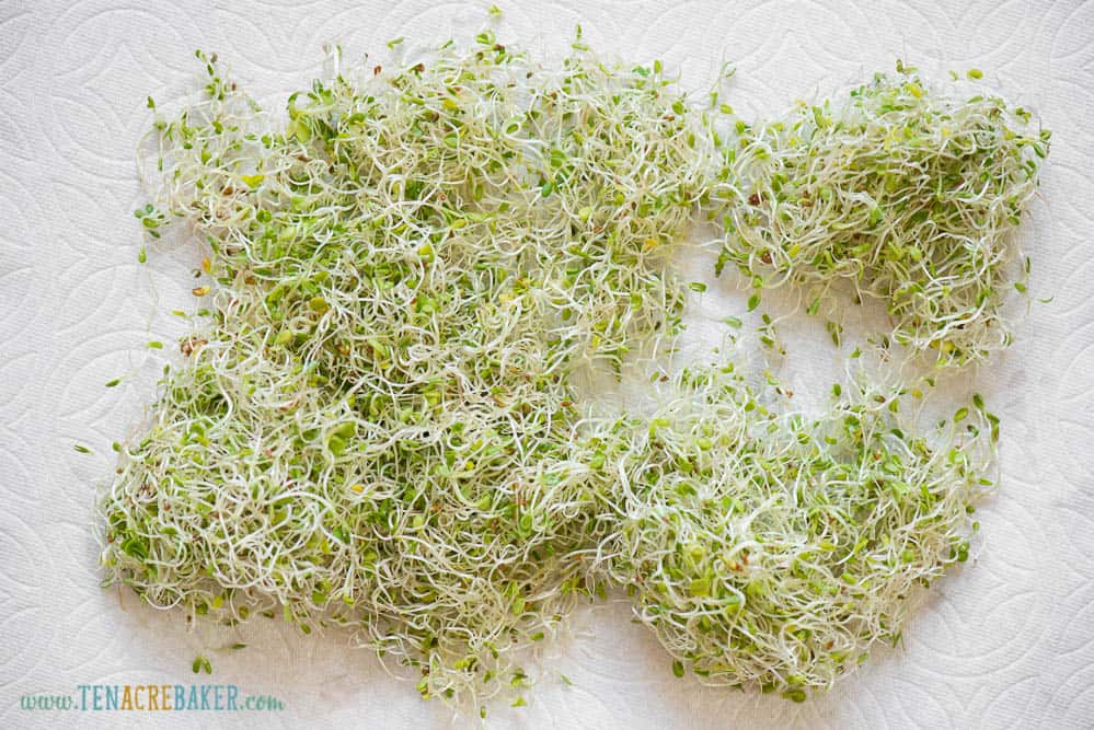 alfalfa sprouts on paper towel