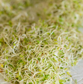 home grown alfalfa sprouts