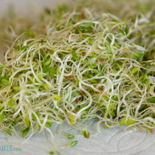 sprouts on paper towel