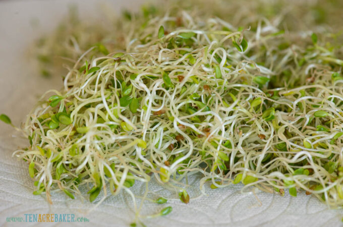 sprouts on paper towel