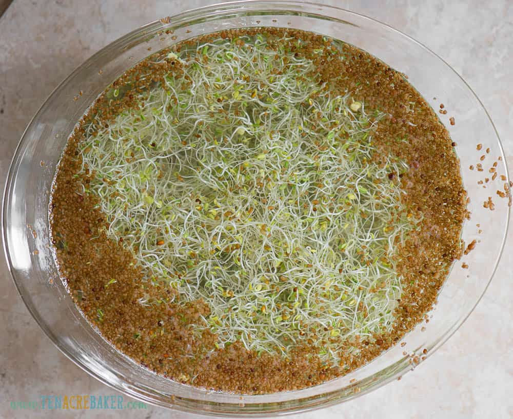 bowl of water filled with alfalfa sprouts
