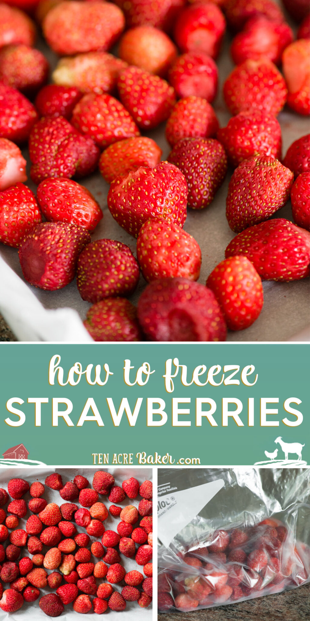 how-to-freeze-strawberries-pinterest | Ten Acre Baker