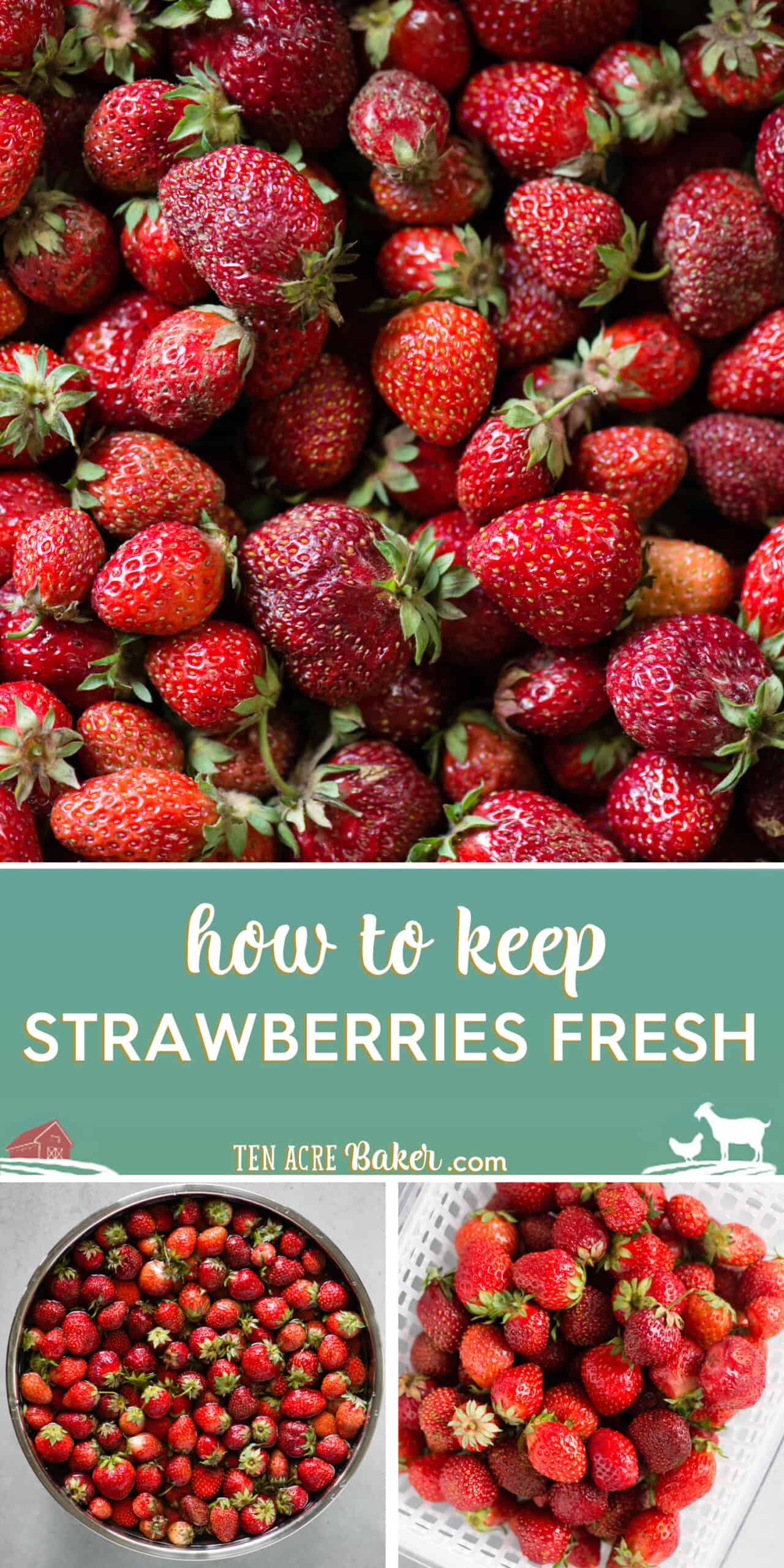 Strawberries: How to Wash, Store, and Freeze | Ten Acre Baker