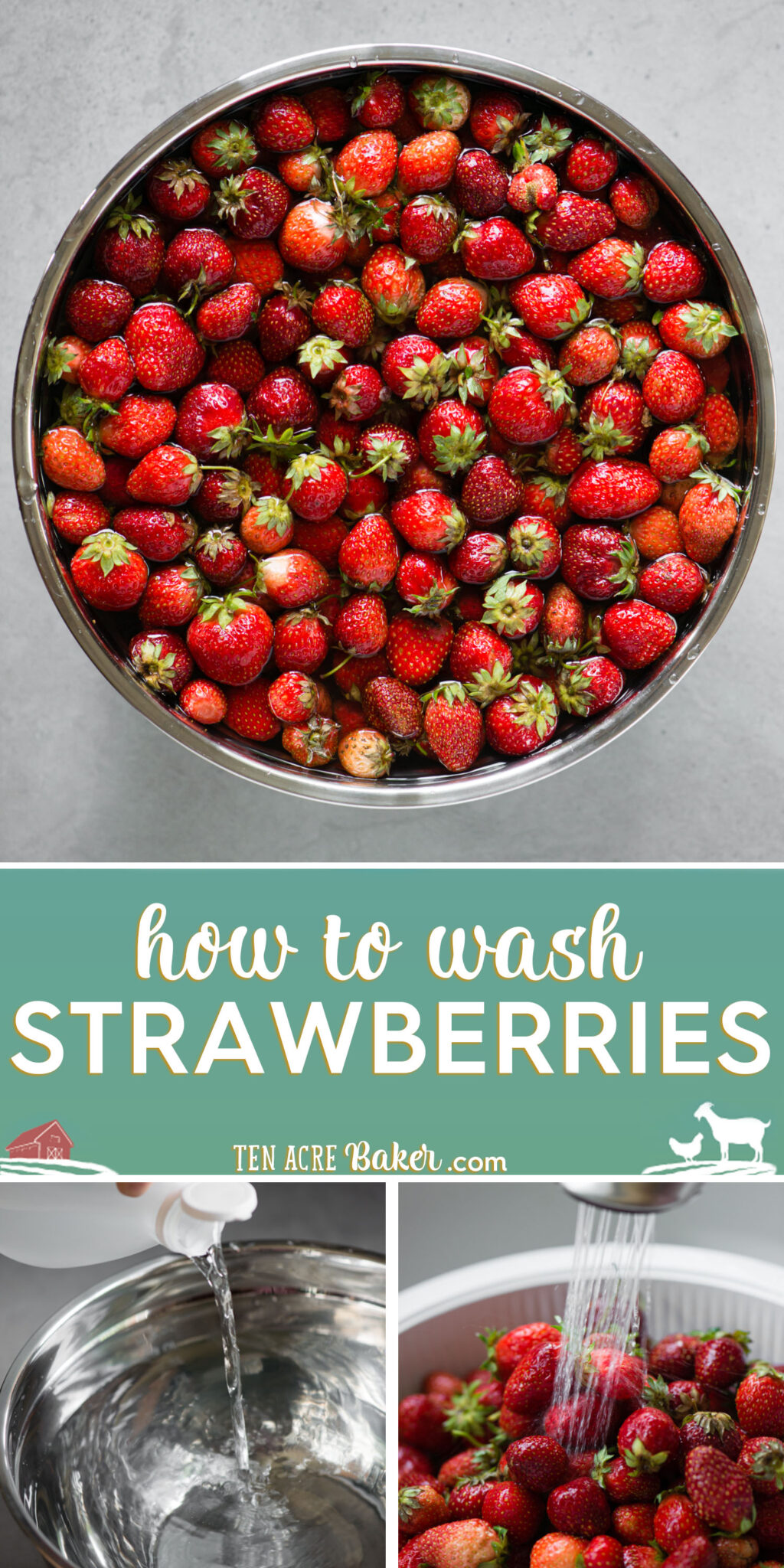 how-to-wash-strawberries-pinterest | Ten Acre Baker