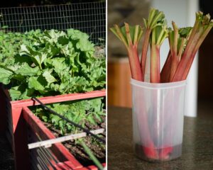 rhubarb in the garden and how to store cut rhubarb