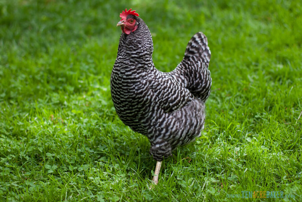 Barred rock hen in a field of green grass and clover